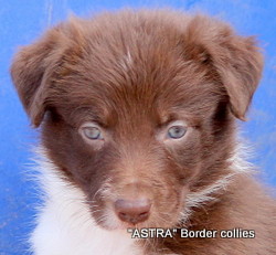 Red and white, Female, medium to rough coated, border collie puppy